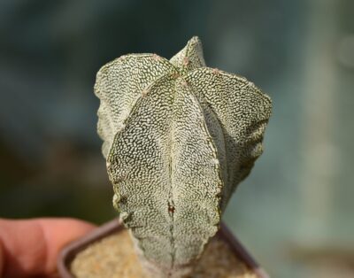 Astrophytum myriostigma cv Onzuka