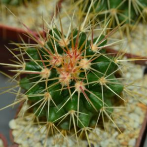 Echinocactus grusonii