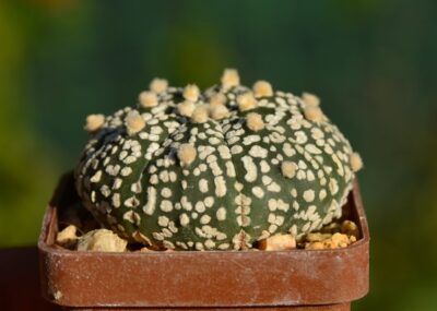 Astrophytum Super Kabuto - Зображення 2