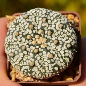 Astrophytum Super Kabuto
