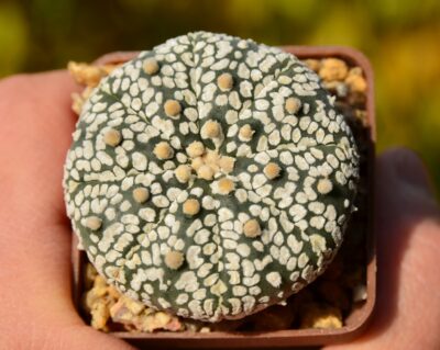 Astrophytum Super Kabuto