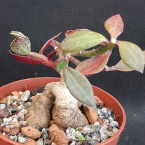 Monadenium stolonferum