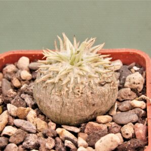 pachypodium-brevicaule-6