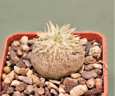 pachypodium-brevicaule-6