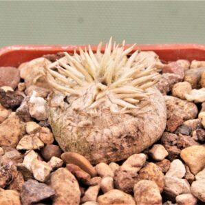 pachypodium-brevicaule-7