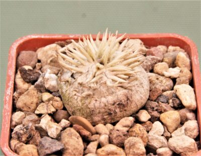 pachypodium-brevicaule-7