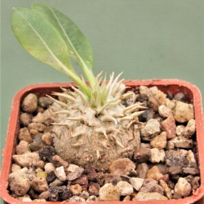 pachypodium-brevicaule-8