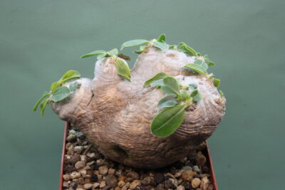 pachypodium-brevicaule-dic. - Зображення 2