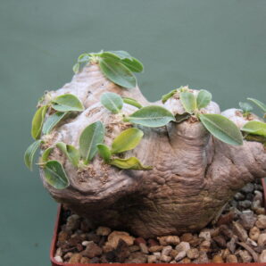 pachypodium-brevicaule-dic.