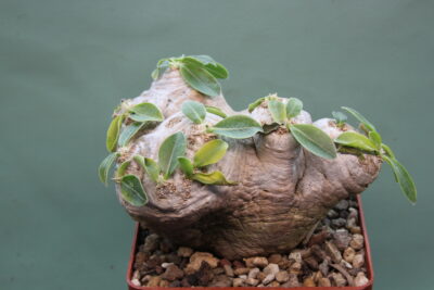 pachypodium-brevicaule-dic.