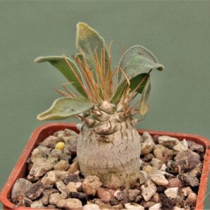 pachypodium-namaguanum-1