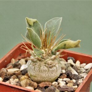 pachypodium-namaguanum-2