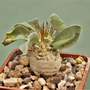 pachypodium-namaguanum-3