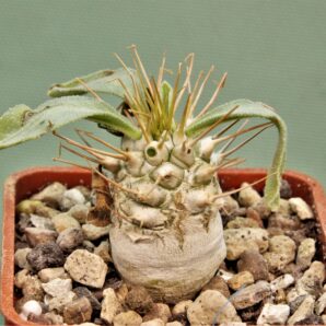 pachypodium-namaguanum-4.