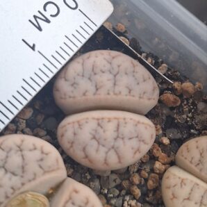 Lithops gracilidelineata С374