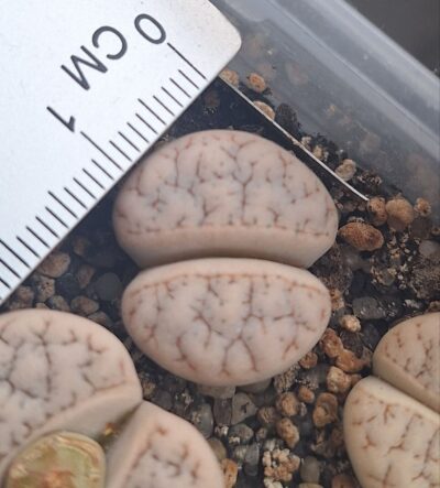 Lithops gracilidelineata С374