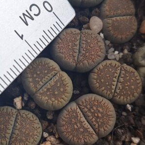 Lithops villetii ssp. kennedyi С229А