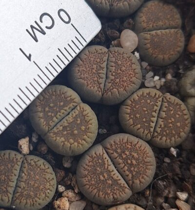 Lithops villetii ssp. kennedyi С229А