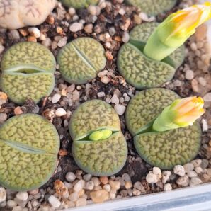 Lithops hookeri v. dabneri ‘Annarosa’