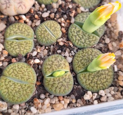 Lithops hookeri v. dabneri ‘Annarosa’