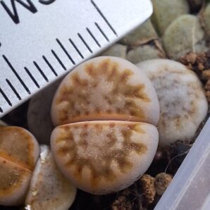 Lithops julii "Fuscous" MG