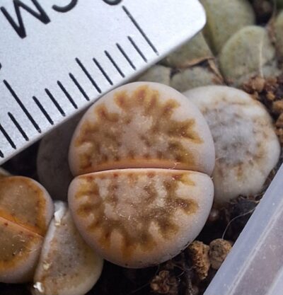 Lithops julii "Fuscous" MG