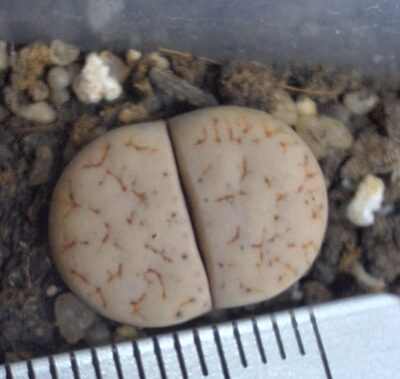 Lithops gracilidelineata v.waldroniae C189 - Зображення 2
