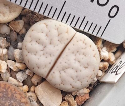 Lithops gracilidelineata v.waldroniae C189 - Зображення 2