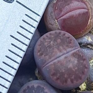 salicola "Sato's violet" (Bacchus)
