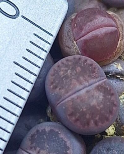 salicola "Sato's violet" (Bacchus)