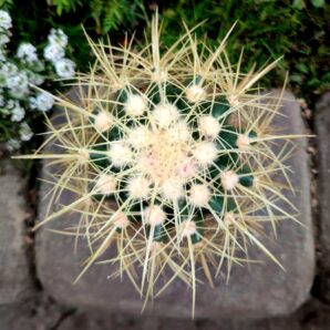 Echinocactus grusonii f.nova longispinus (18 см)