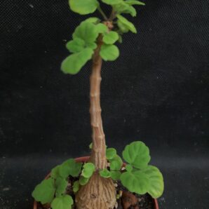 Plectranthus ernstii