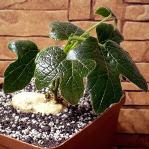 Pyrenacantha kaurabassana