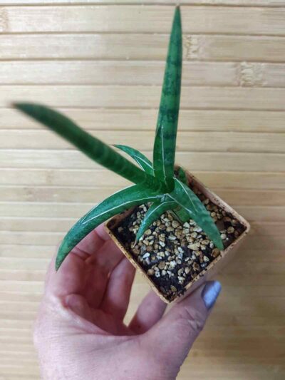 Sansevieria ballyi mini form - Зображення 2