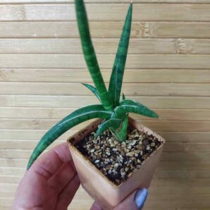 Sansevieria ballyi mini form