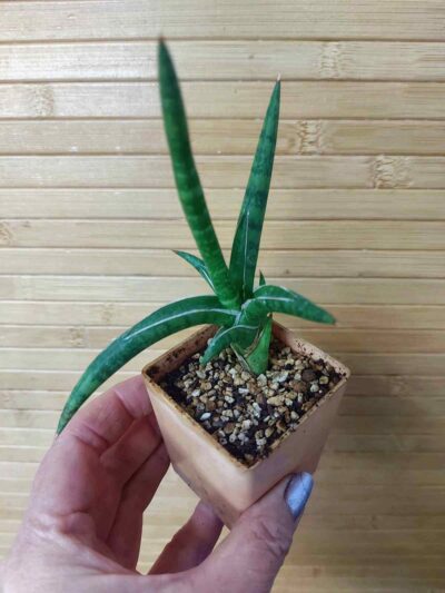 Sansevieria ballyi mini form