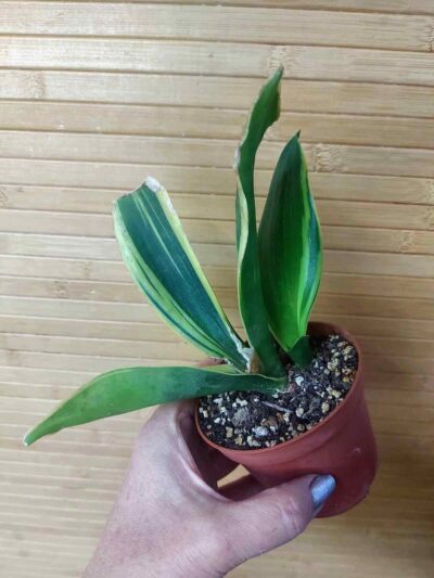 Sansevieria Golden Flame - Зображення 2