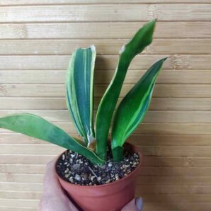 Sansevieria Golden Flame