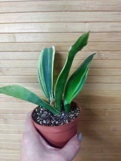 Sansevieria Golden Flame