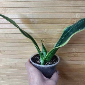 Sansevieria Golden Flame