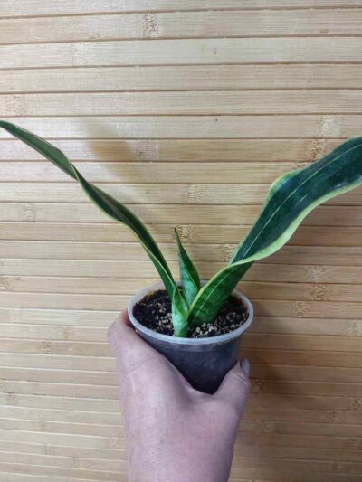 Sansevieria Golden Flame