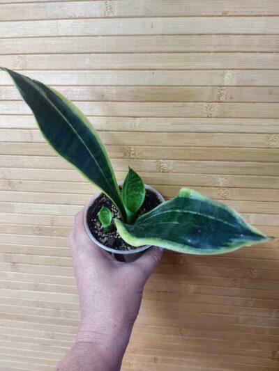 Sansevieria Golden Flame - Зображення 2