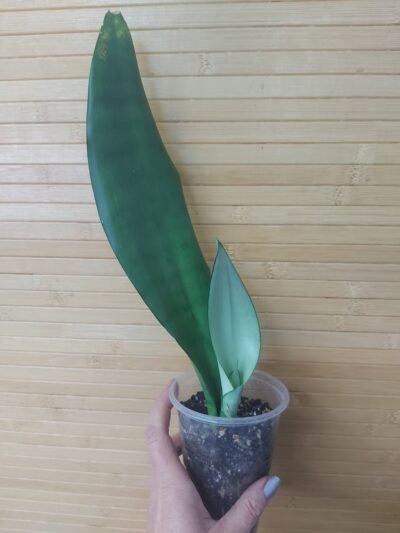Sansevieria Moonshine - Зображення 2