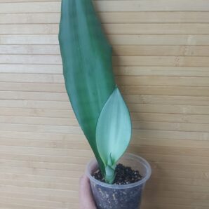 Sansevieria Moonshine