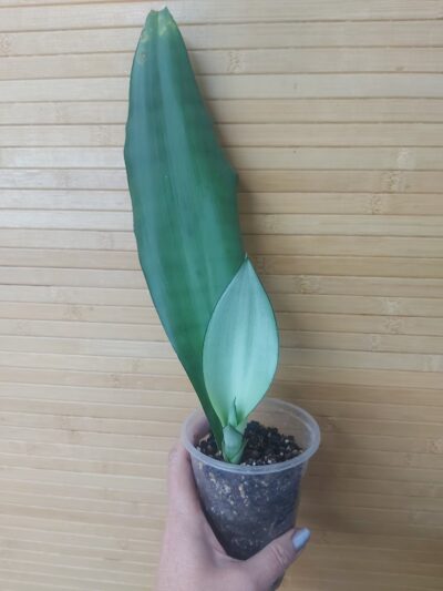 Sansevieria Moonshine