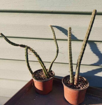 Selenicereus grandiflorus - Зображення 4