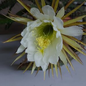 Selenicereus grandiflorus