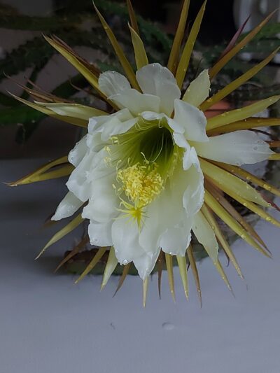 Selenicereus grandiflorus