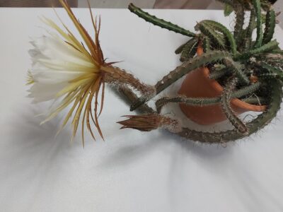 Selenicereus grandiflorus - Зображення 2