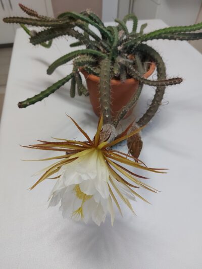 Selenicereus grandiflorus - Зображення 3